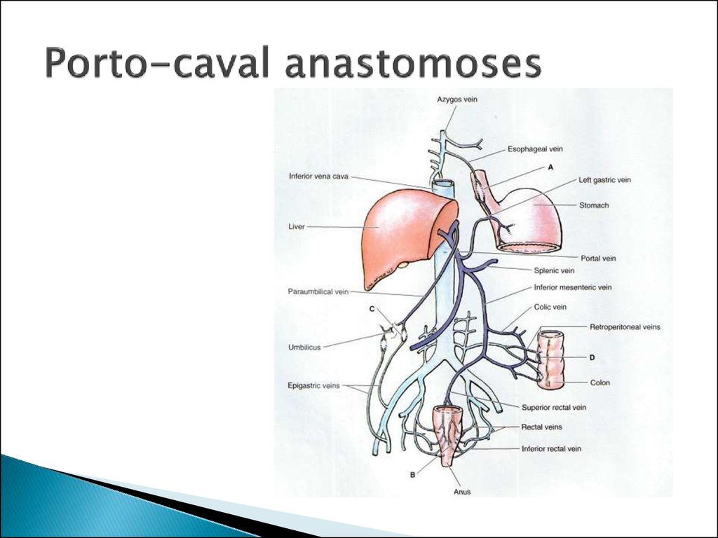 Clinical anatomy of abdominal cavity - презентация онлайн