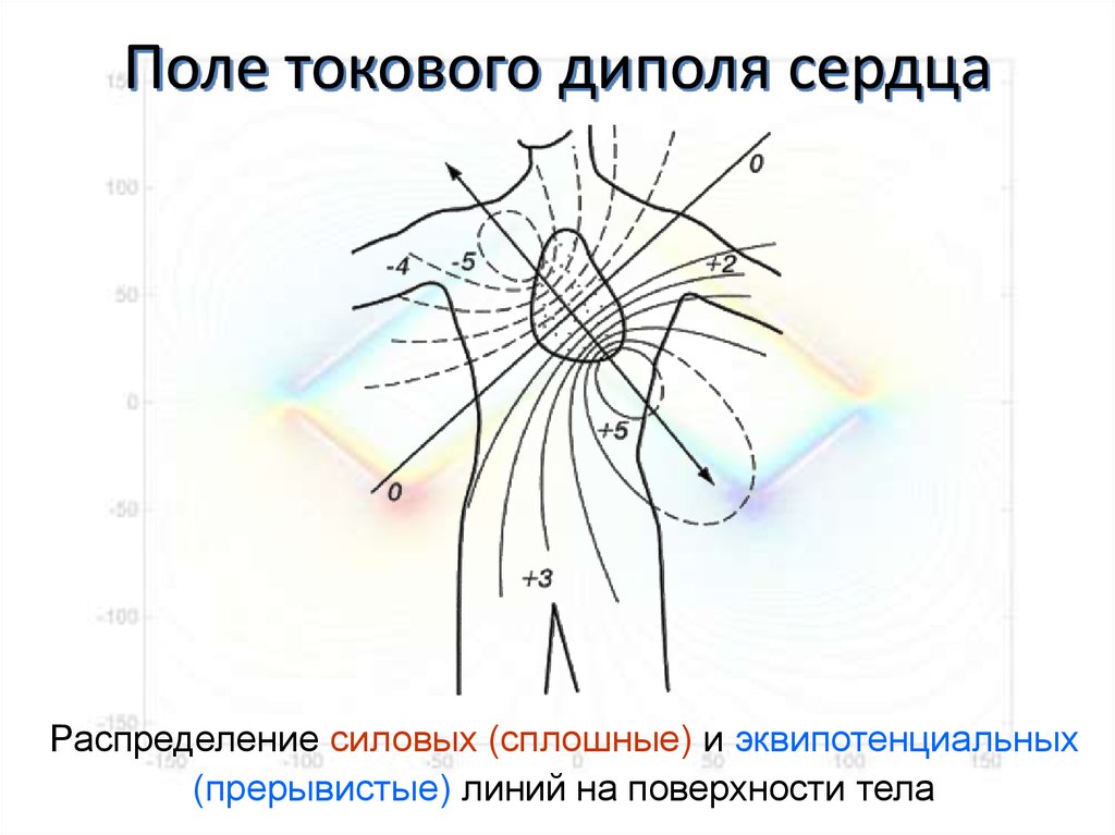 Поле сердца. Токовый диполь сердца. Диполи сердца в токовом поле. Эквипотенциальные линии диполя. Силовые линии сердца.