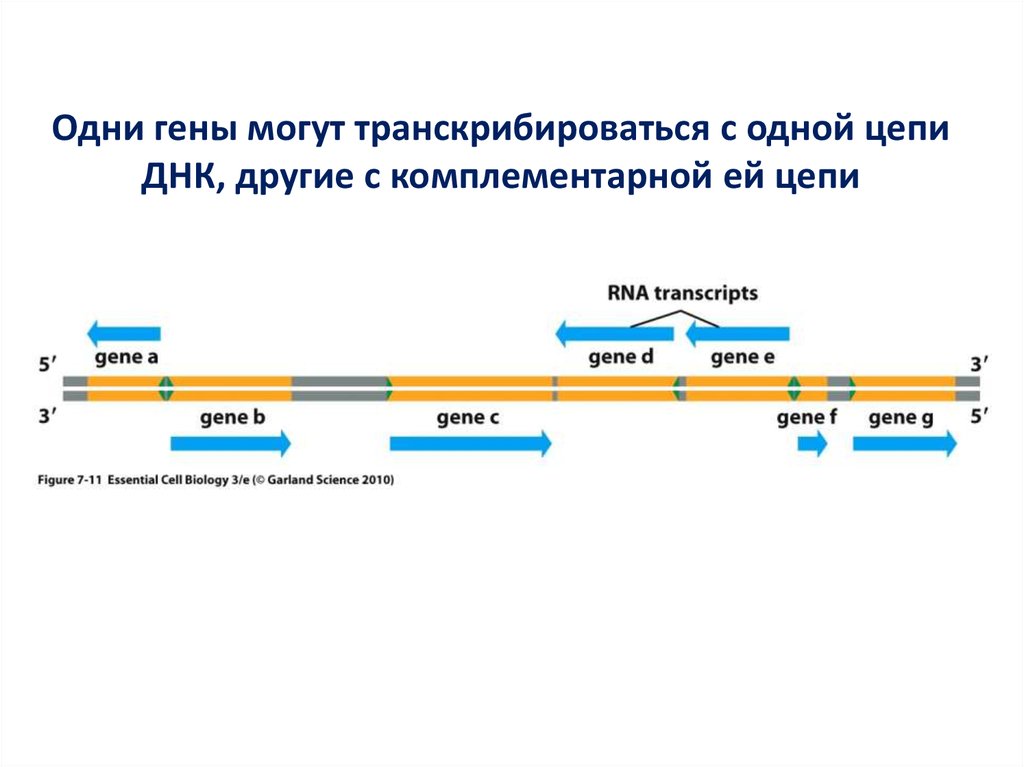 Транскрибирующиеся гены это. Промотор эукариот. Какими могут быть гены. Ген одна цепочка. Ген 1 телефон