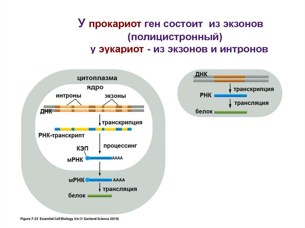Экспрессия прокариот. Структуру Гена у прокариот и эукариот сравнение. Организация генома прокариот и эукариот. Структура Гена прокариот и эукариот. Организация структурных генов прокариот эукариот.