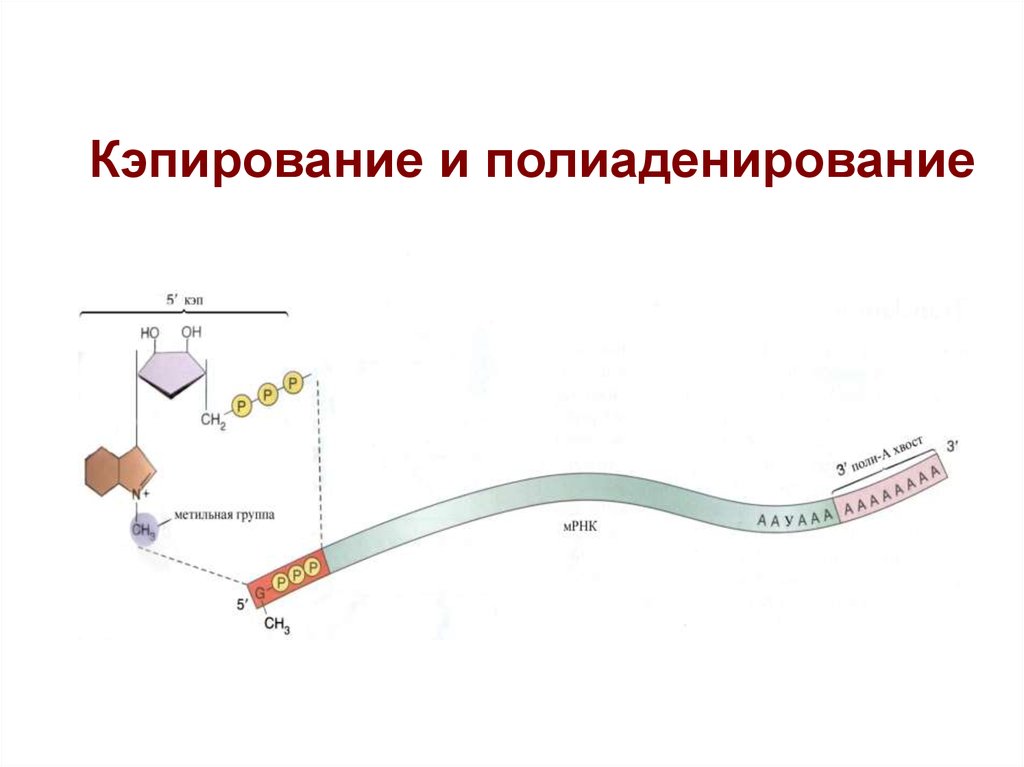 Созревание рнк у эукариот