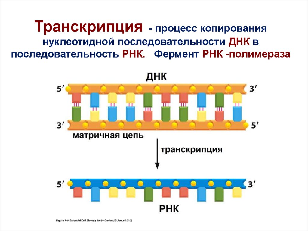 Нуклеотидная последовательность участка и рнк. Строение транскрипции ДНК. Транскрипция ДНК В РНК процесс. Схема транскрипции ИРНК на ДНК. Процесс транскрипции молекулы ДНК.