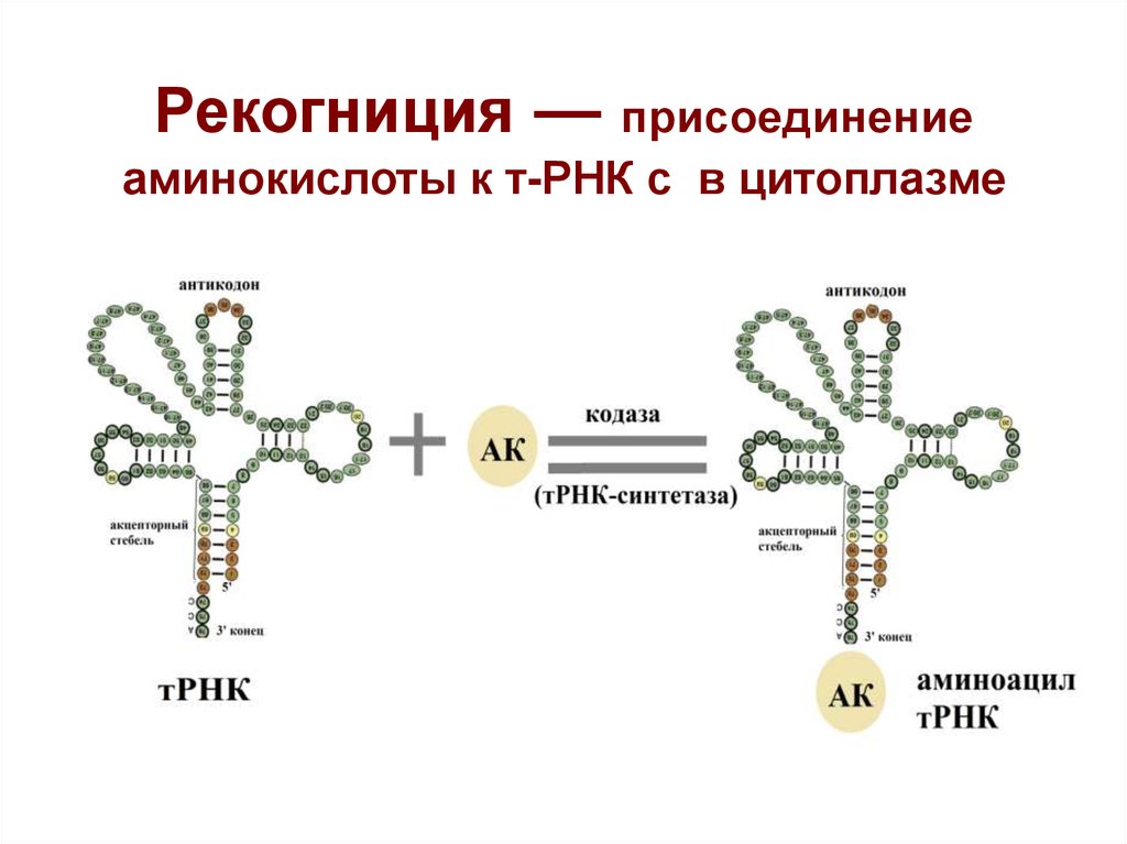 Соединение трнк с аминокислотой. Присоединение аминокислоты к ТРНК. Процесс активации ТРНК. Т РНК аминокислот строение. Рис 44 присоединение аминокислоты к ТРНК.