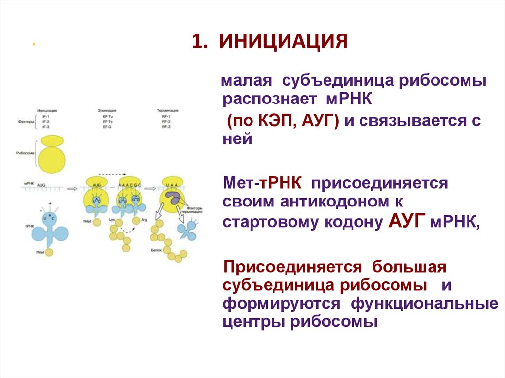 Трансляция т рнк. Малая субъединица рибосомы. Большая и малая субъединица РНК. Присоединение МРНК К рибосоме. Центры рибосомы.