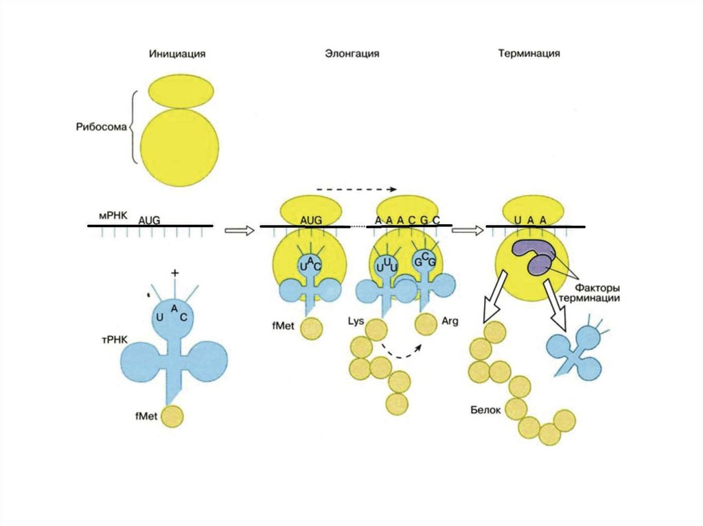 Инициация это. Этапы биосинтеза белка инициация элонгация терминация. Этапы трансляции инициация элонгация терминация. Этапы трансляции биосинтеза белка инициация элонгация терминация. Этапы биосинтеза белка инициация элонгация терминация биохимия.