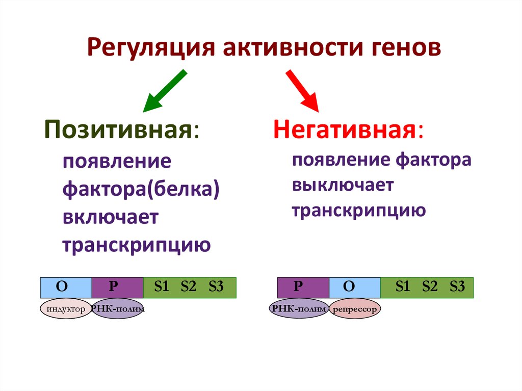 Экспрессия прокариот. Регуляция активности структурных генов.. Механизмы регуляции активности генов. Регуляция генетической активности транскрипции. Регуляция активности Гена.