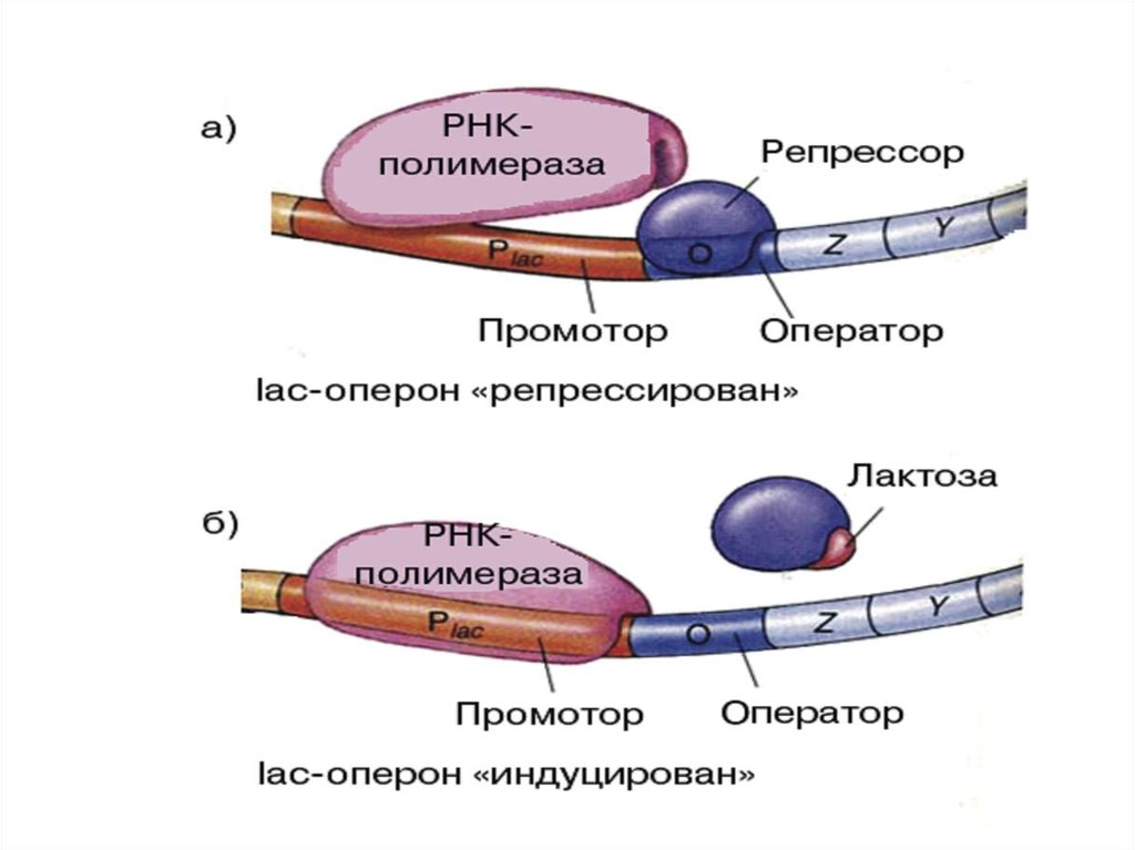 Молекулярные процессы расщепления презентация