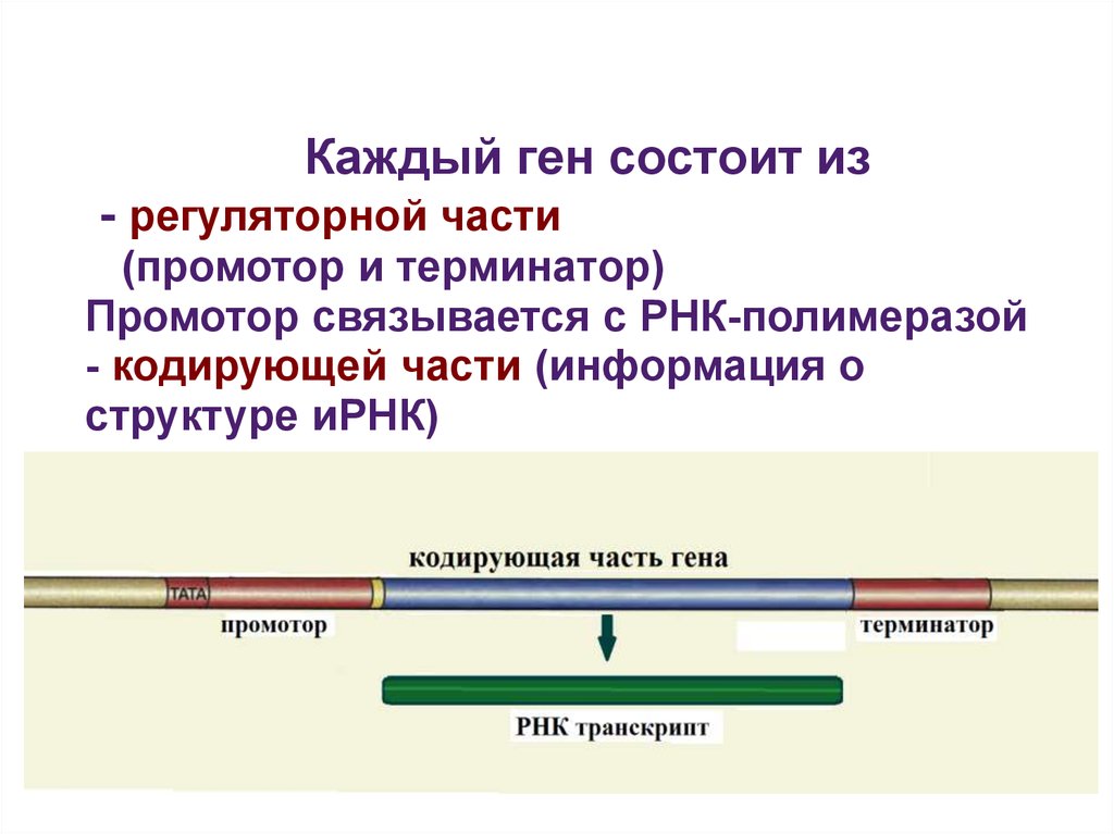 Участки структурного гена. Оперон промотор Терминатор. Промотор Гена. Каждый ген состоит из регуляторной части. Регуляторные гены.