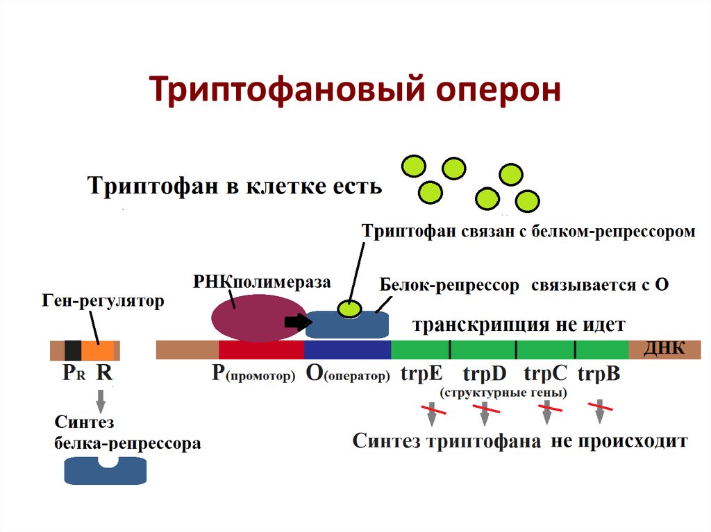 Регуляция биосинтеза белков у прокариот. Строение Гена оперон. Схема триптофанового оперона. Механизм триптофанового оперона. Оперон промотор.