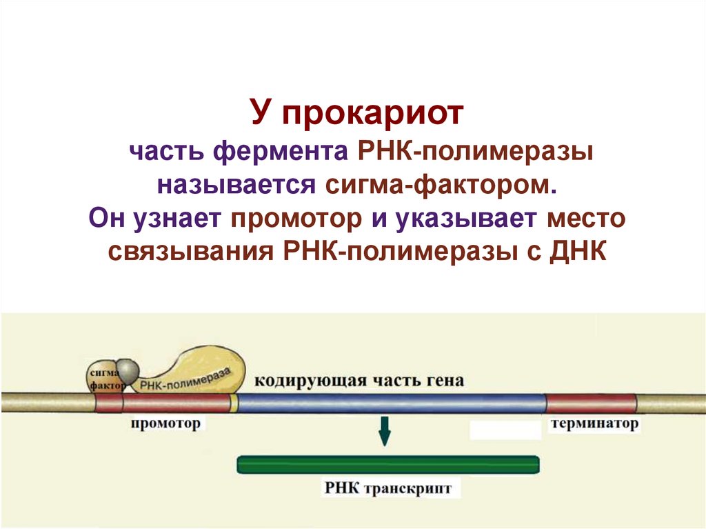 Соединение рнк полимеразы с промотором