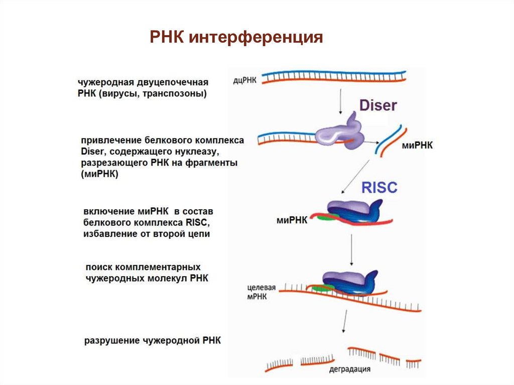 Интерференция рнк презентация