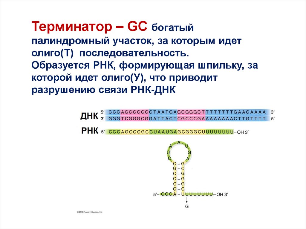 И рнк образуется в. Последовательность РНК. Терминатор ДНК. Строение Гена генетика. Связи в РНК.