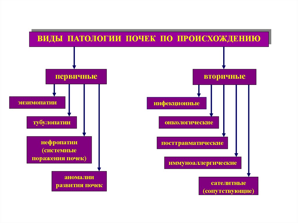 Патология почек