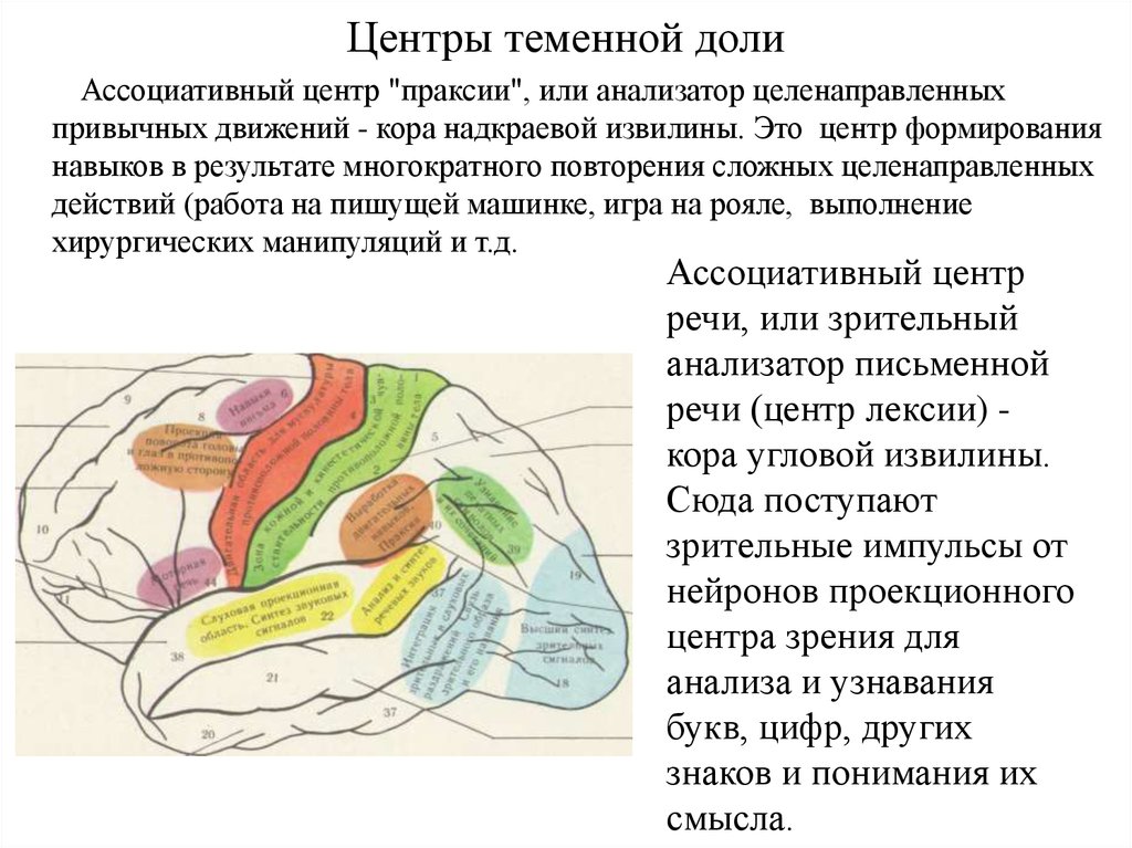 Ассоциативные доли мозга. Анатомия теменной доли неврология. Корковые центры теменной доли. Корковые анализаторы в теменной доле.
