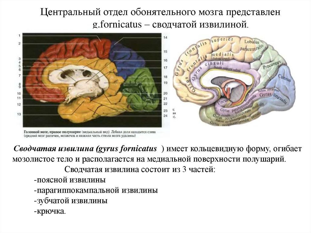 Обонятельный мозг презентация