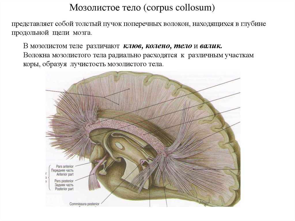 Мозолистое тело какая ткань. Части мозолистого тела головного мозга. Ствол мозолистого тела анатомия. Мозолистое тело головного мозга. Строение и функции мозолистого тела головного мозга.