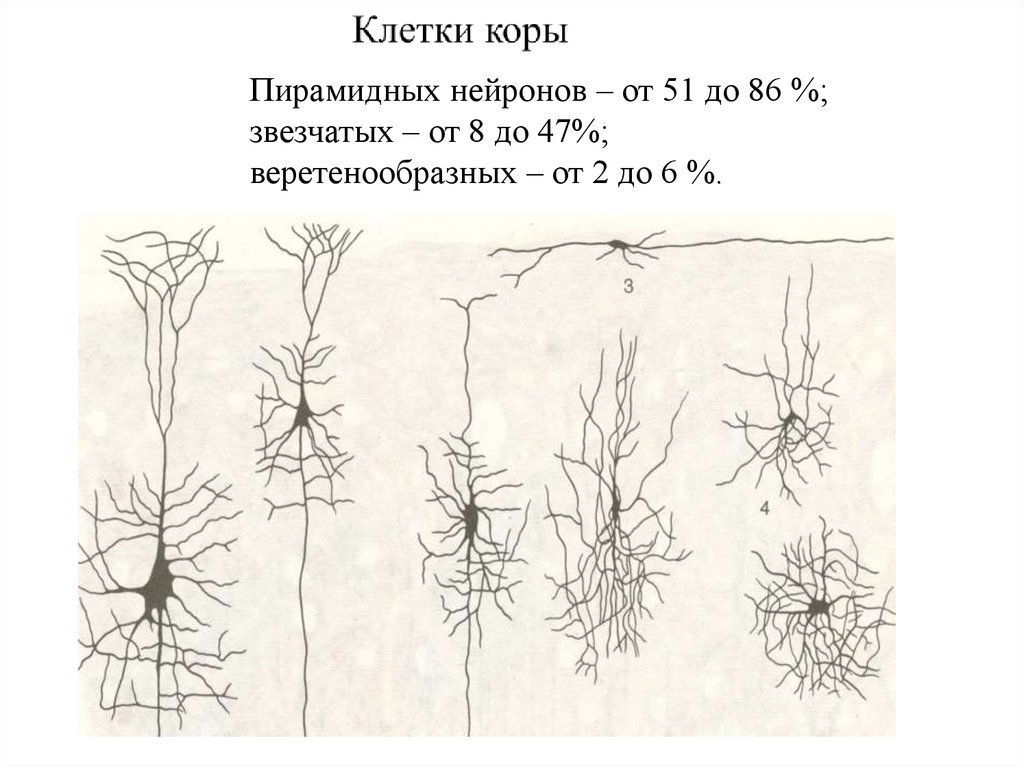 Клетки коры