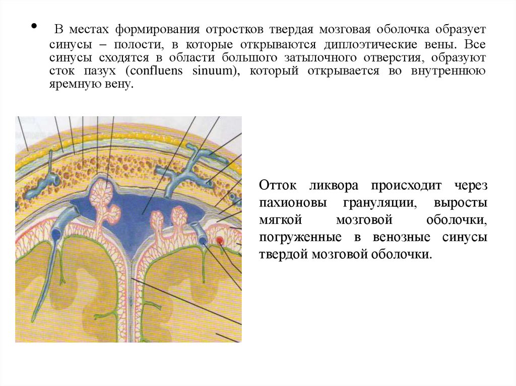 Место формирования. Вены мягкой мозговой оболочки головного мозга. Отростки и пазухи твердой мозговой оболочки. Мостовидные вены твердой мозговой оболочки. Синусы твёрдой мозговой оболочки образованы.