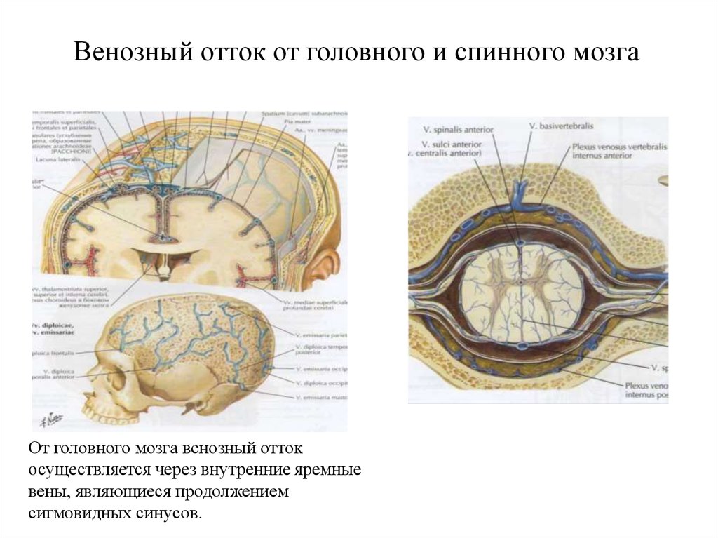 Отток крови от головного мозга