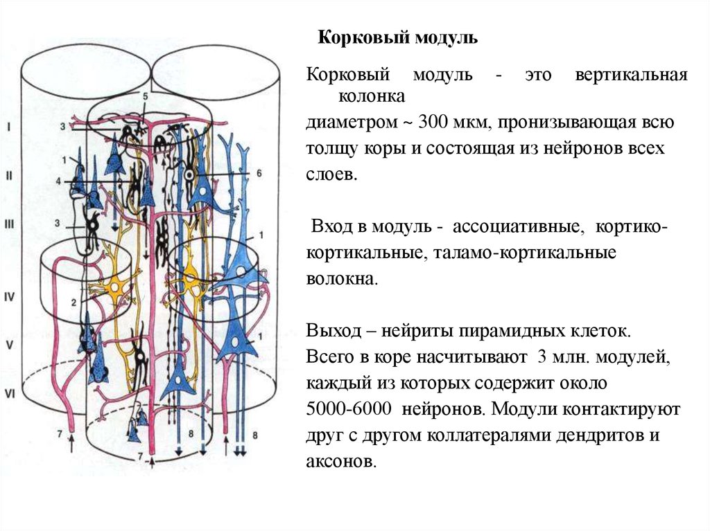 Слои нейронов. Колонка модуль коры головного мозга. Модульная (корковые колонки) организация коры.. Корковые колонки физиология. Корковая колонка (модуль)..