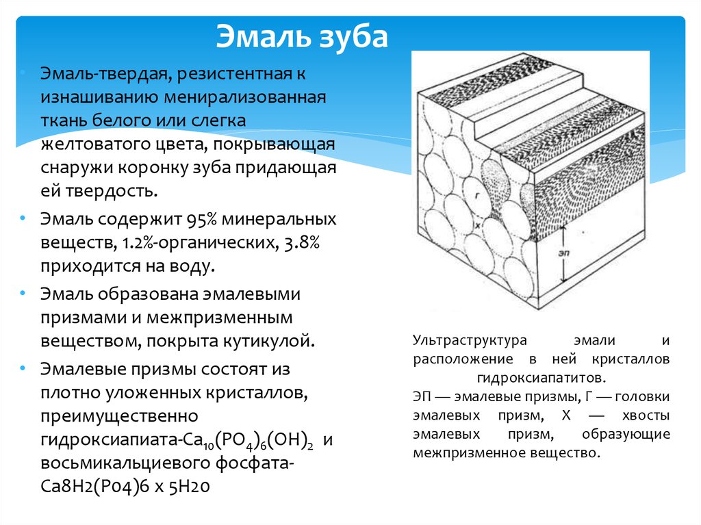 Химическое строение эмали. Строение зуба эмалевые Призмы. Строение эмалевой Призмы гистология. Эмаль строение химический состав. Эмаль зуба состоит.