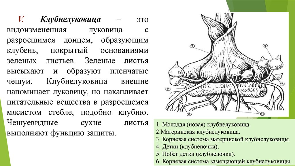 Папоротникообразные образуют видоизмененные органы корневища клубни луковицы. Метаморфозы побега клубнелуковица. Видоизменения стебля клубнелуковица. Видоизменения побегов клубнелуковица. Клубнелуковица гладиолуса это видоизмененный.