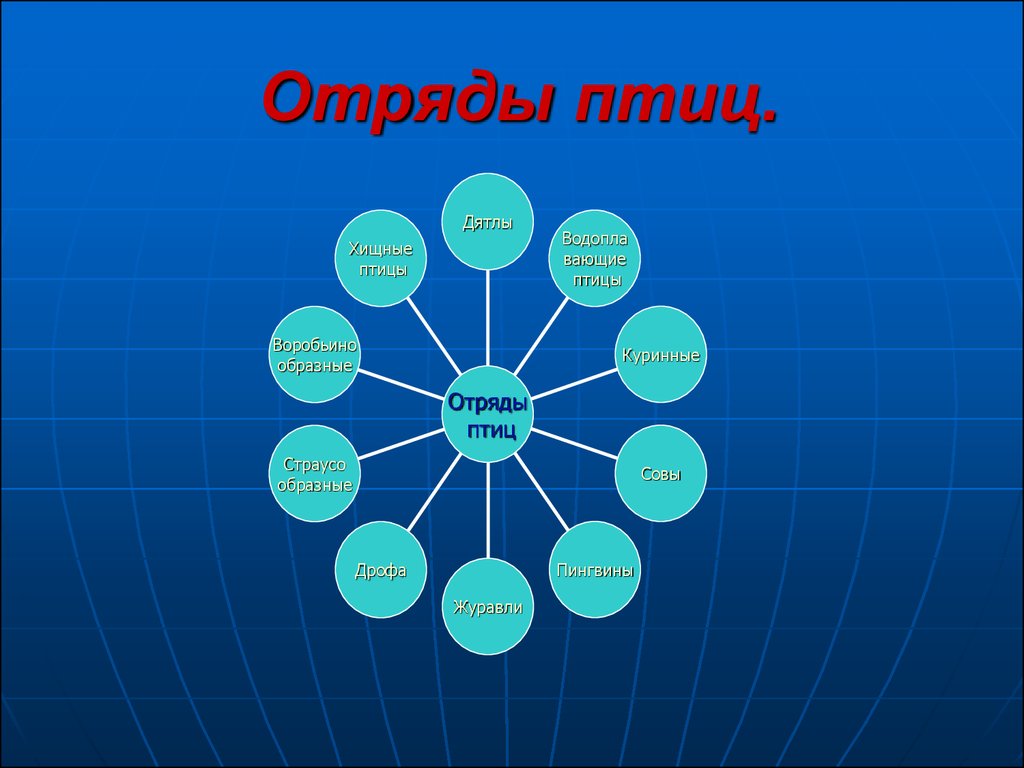 Схема многообразие птиц