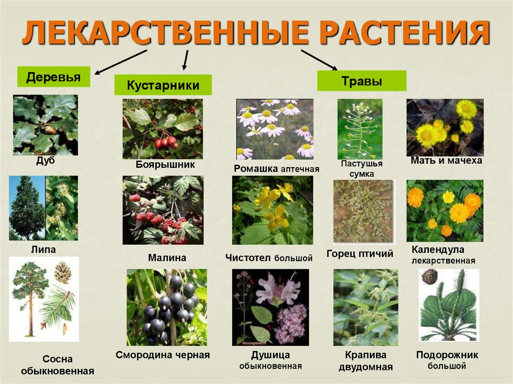 Травяные растения названия и фото