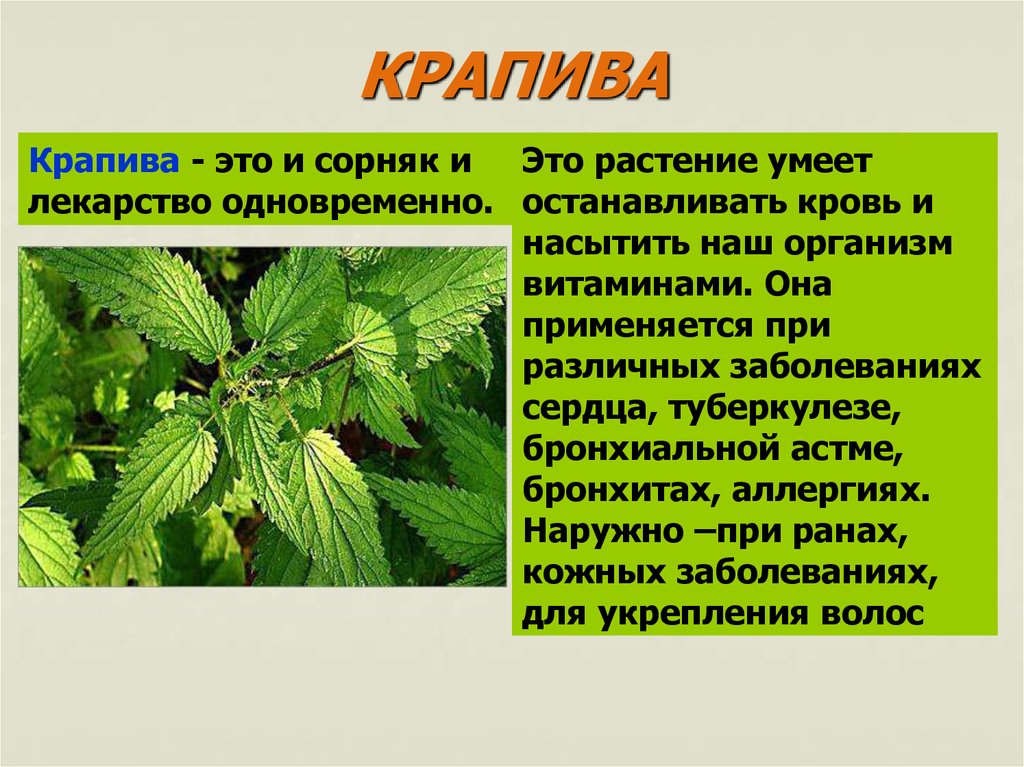 Крапиву запоминаем огэ 9. Рассказ о растении. Лекарственные растения доклад. Сообщение о лекарственном растении. Сообщение на тему лекарственные растения.