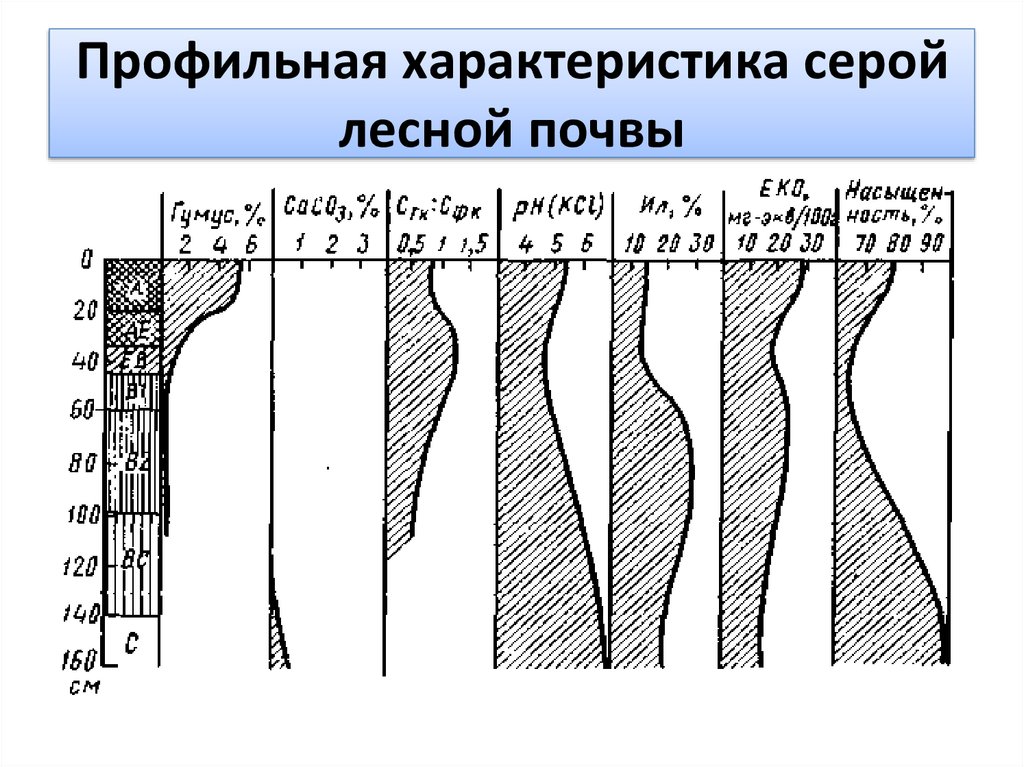 Сера лесная почва. Серые Лесные почвы характеристика. Характеристика серой Лесной почвы. Характеристика серых лесных поч. Свойства серых лесных почв.