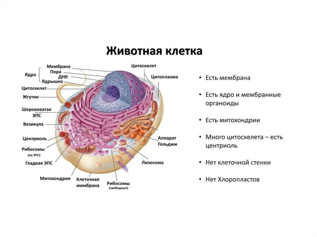 Животная клетка 9 класс