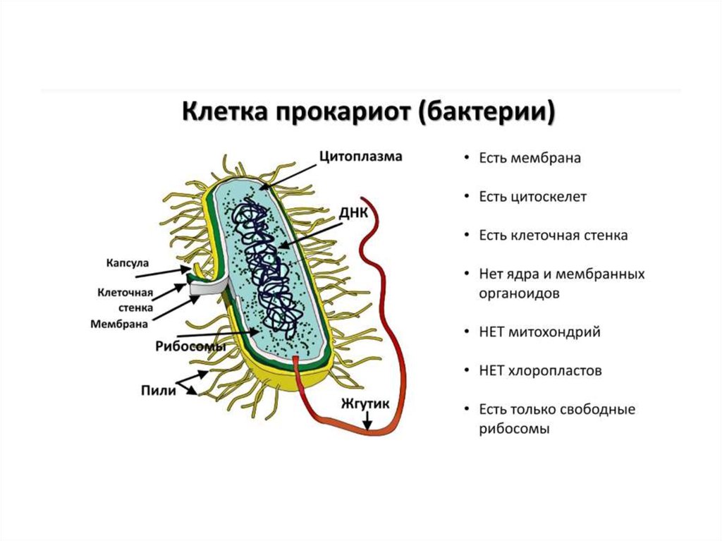 Органоиды клетки прокариота