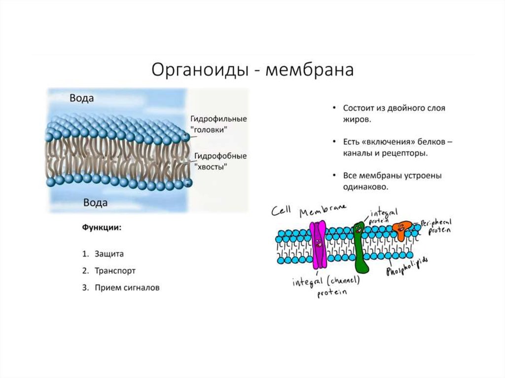 Строение клеток мембранные органоиды. Плазматическая мембрана строение органоида. Строение органоида мембраны. Мембраны органелл строение. Мембрана гидрофильные головки.