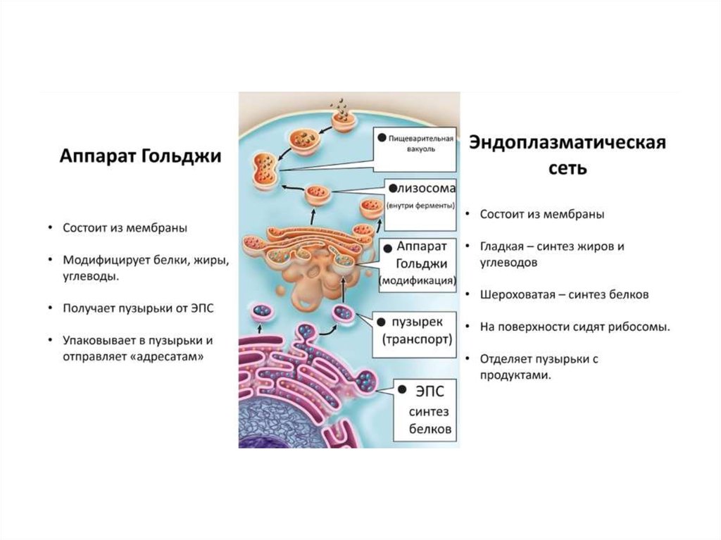 Каким номером на рисунке обозначен органоид накапливающий конечные продукты обмена веществ клетки