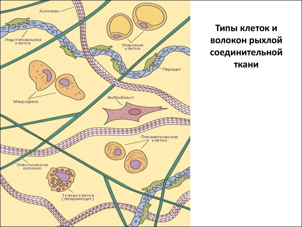 Клетки соединительной ткани