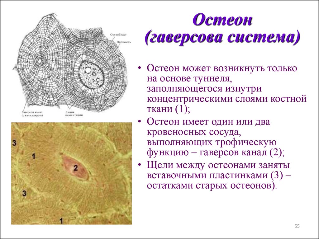 Остеон строение рисунок