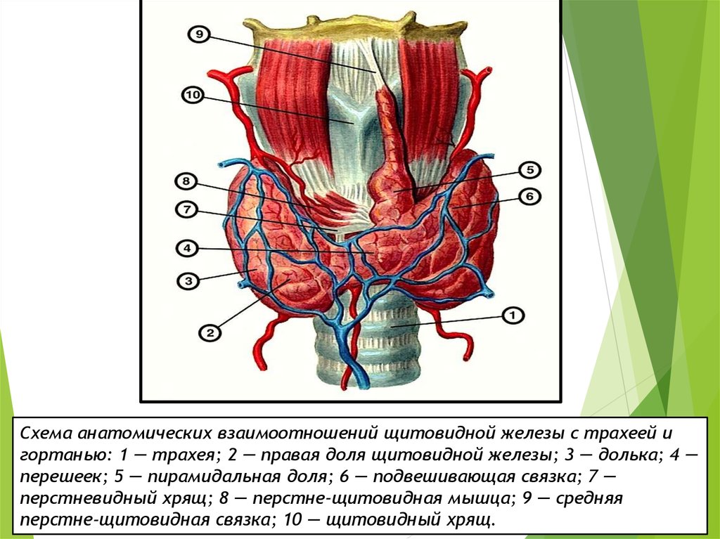 Щитовидная железа биология 8. Щитовидная железа строение анатомия. Схема строения щитовидной железы. Послойное строение щитовидной железы. Строение доли щитовидной железы.