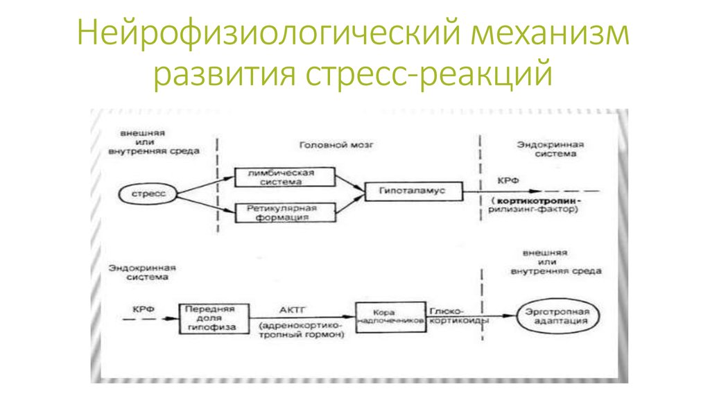 Механизм стресса. Физиологический механизм развития стресса. Механизм развития стресс реакции. Схема развития стрессовой реакции. Нейрофизиологический механизм развития стресс-реакций.