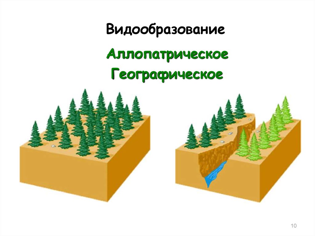 Географическое видообразование. Аллопатрическое (географическое) видообразование. Географическое видообразие. Географическое в до образование. Географическое видо оброзование.