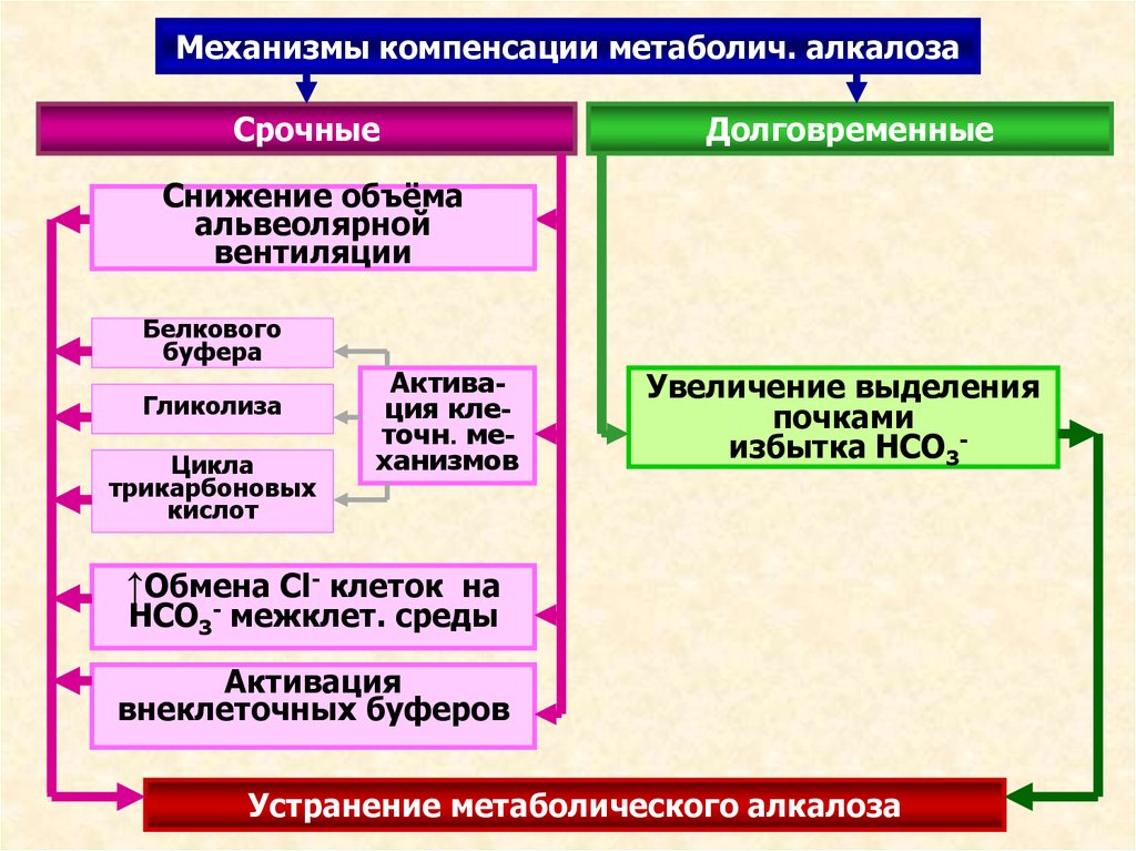 Механизм компенсации. Механизмы компенсации метаболического алкалоза. Метаболический алкалоз механизм развития. Механизм развития алкалоза.