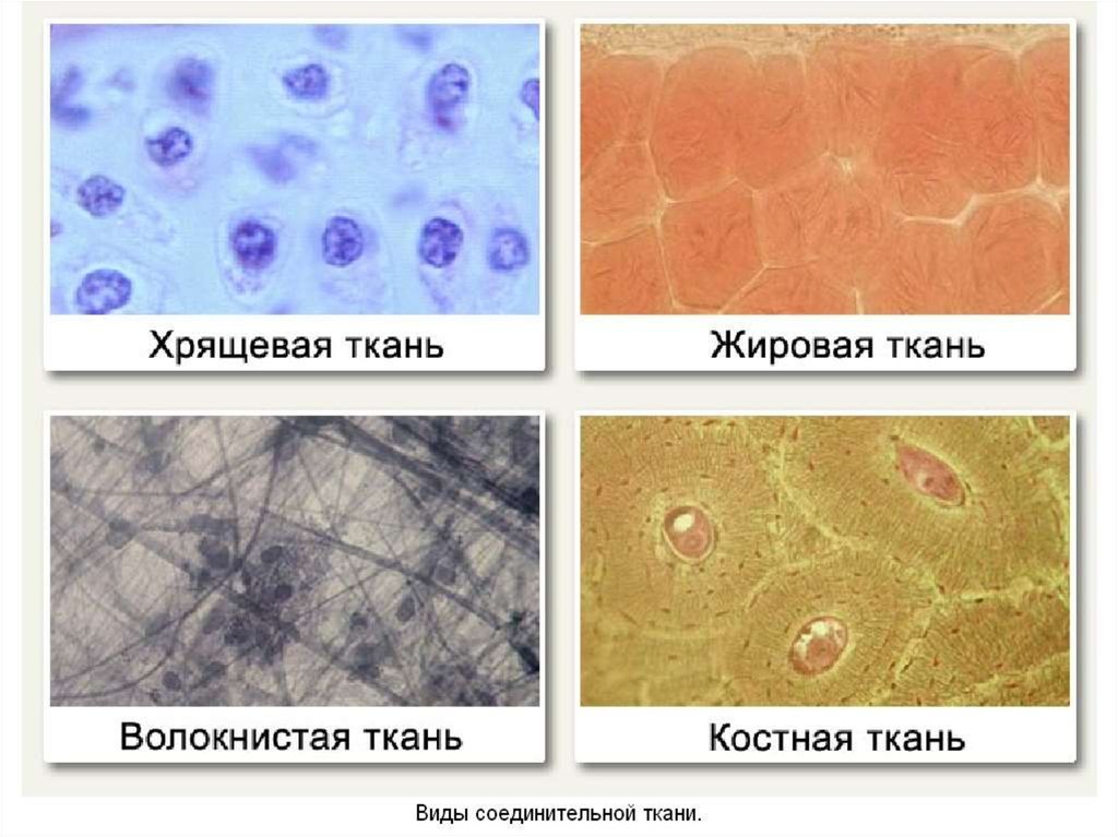 Основное группа ткани человека. Группы тканей. Ткань это группа клеток. Группа ткани костной ткани. Местонахождение соединительной ткани.