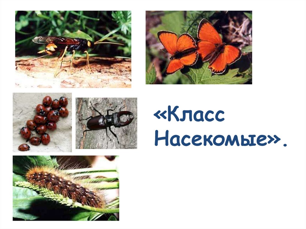 Класс насекомые 8 класс. Класс насекомые. Насекомые 1 класс. Класс насекомые фото.