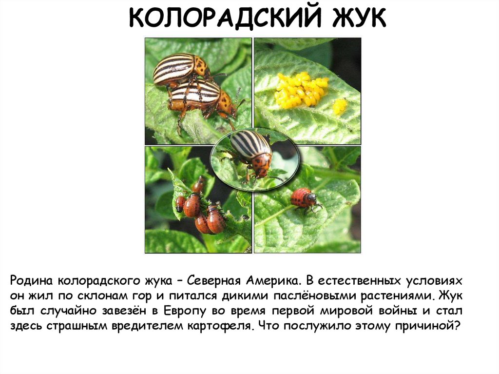 Колорадские жуки питаются растениями. Среда обитания колорадского жука. Колорадский Жук где обитает. Колорадский Жук на севере.