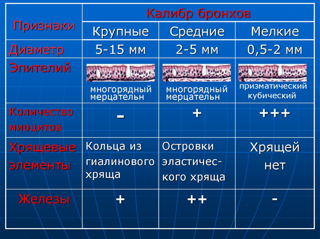 Средне крупные. Калибры бронхов. Крупные средние и мелкие бронхи. Сравнение бронхов. Строение бронхов среднего калибра.