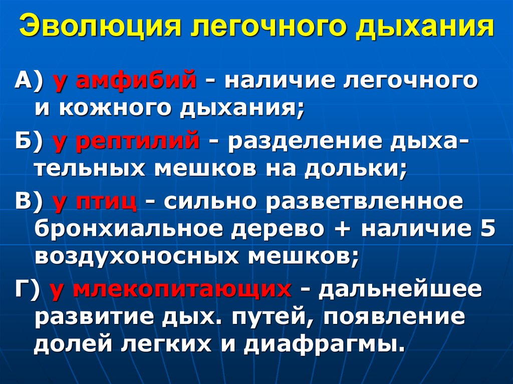 Имеют кожно легочное дыхание. Эволюция дыхания. Типы легочного дыхания. Эволюция типов дыхания. Эволюция дыхания и дыхательной системы.