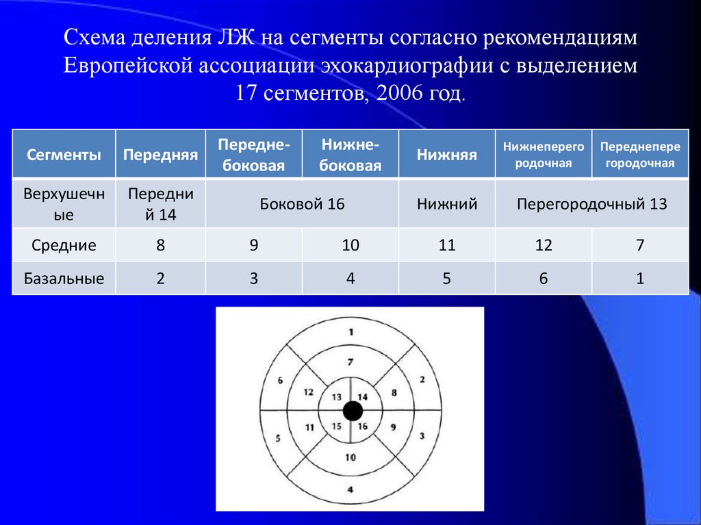 17 сегментов левого желудочка эхокг схема