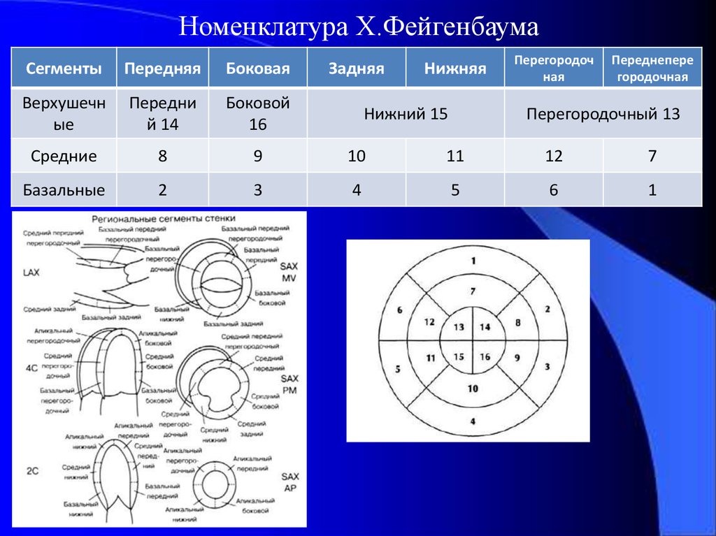 Узи сердца схема