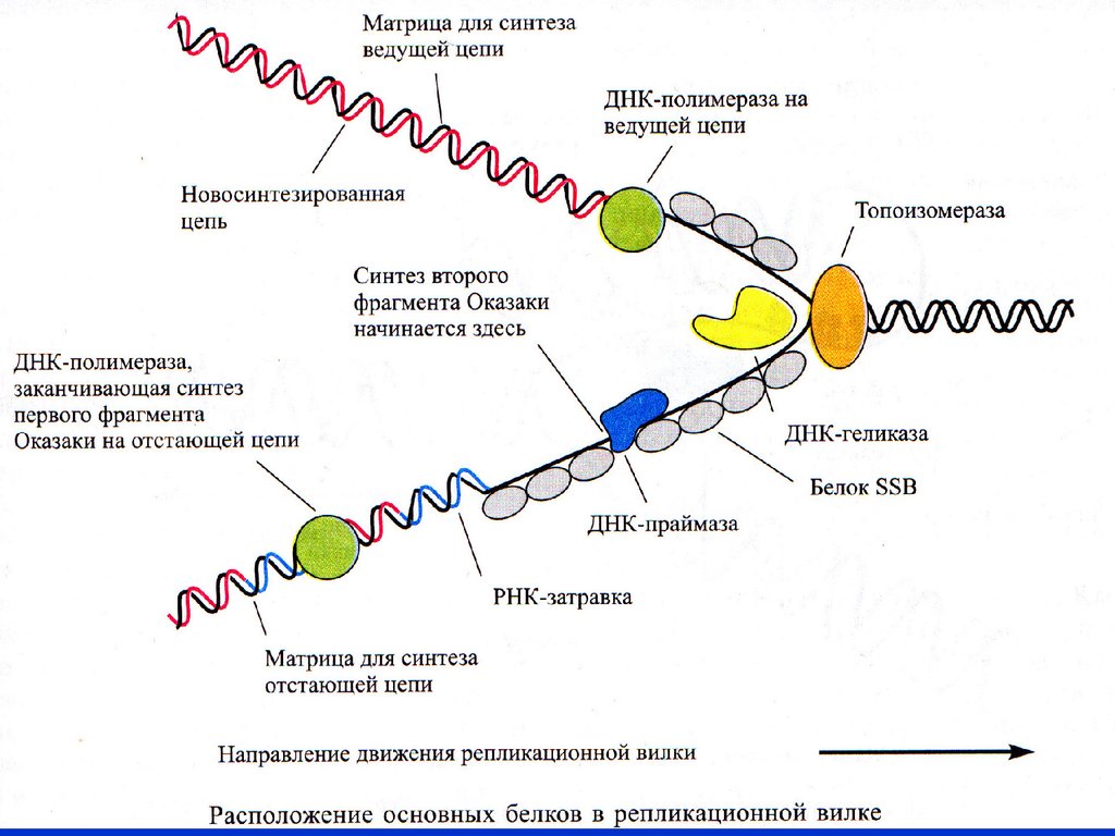 Матричная цепь рнк. Реакции матричного синтеза схема Синтез белка. ДНК полимераза в репликации ДНК. Синтез РНК затравок праймазой в репликативной вилке. Синтеза белка ДНК схема.