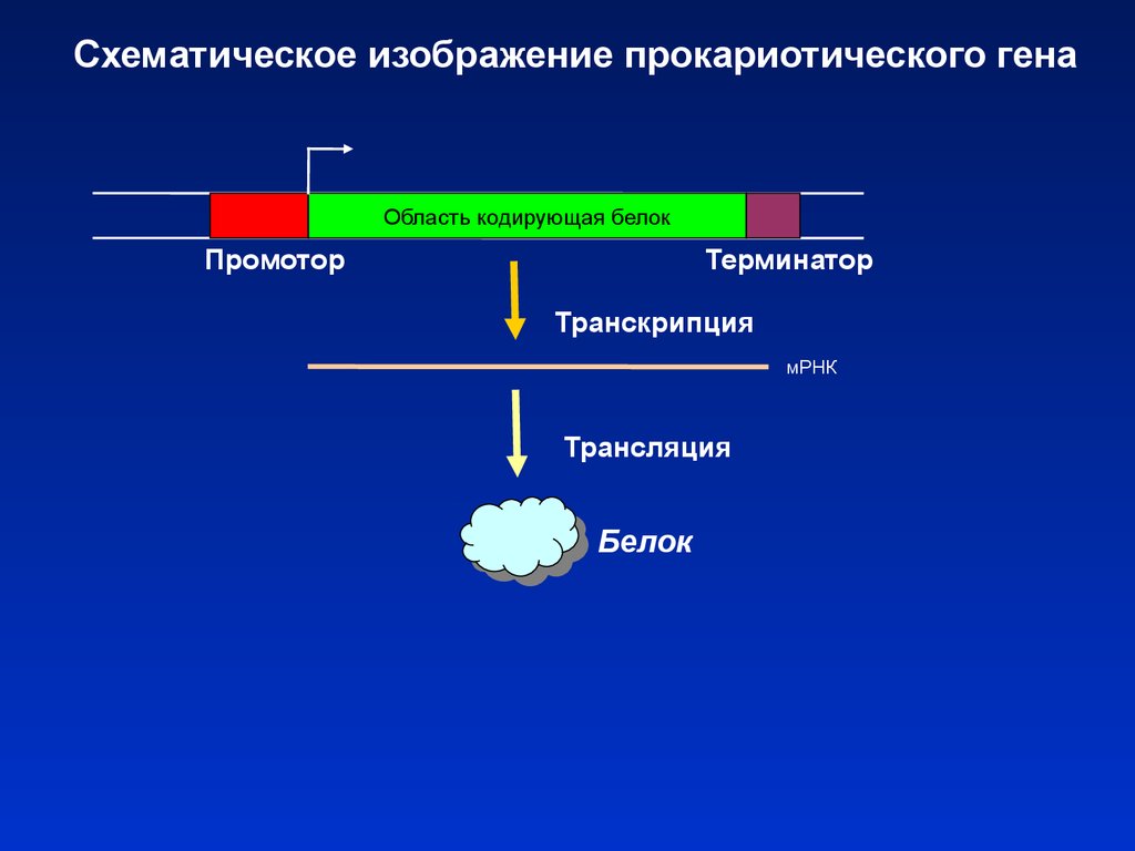 Белок кодирующие. Структура Гена промотор Терминатор. Транскрипция Гена промотор. Белок промотор. Транскрипция промотор Терминатор.