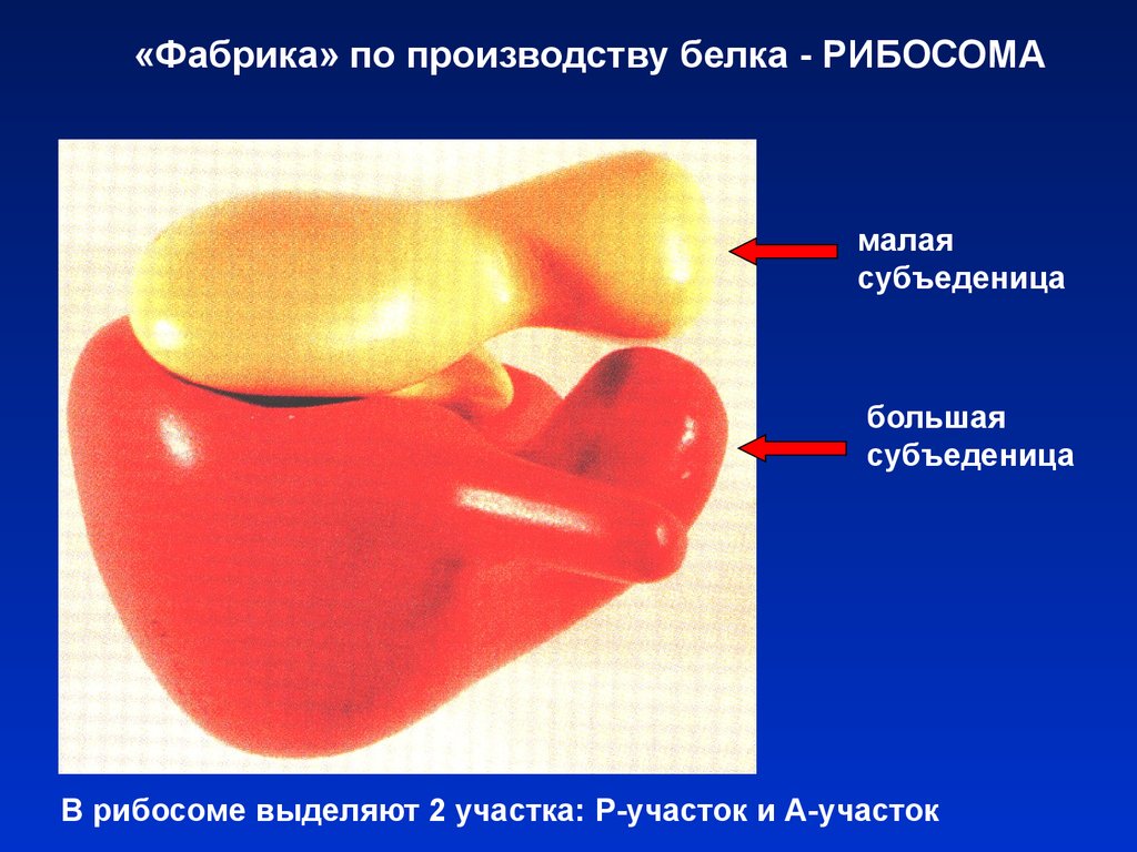 Изготовление белков. Фабрика по производству белка. Производство белков. Рибосома фабрика белка. Внутриклеточная фабрика по производству белка.